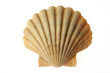 Sea Shell Cardboard Cutout Standup Prop