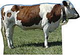 Cow Side Cardboard Cutout Standup Prop